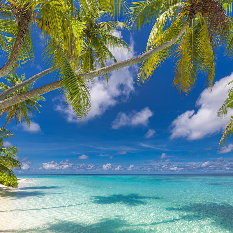 Tropical Scene