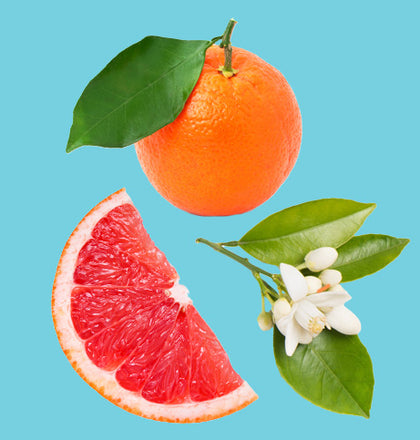 Grapefruit, mandarin orange, and orange flower